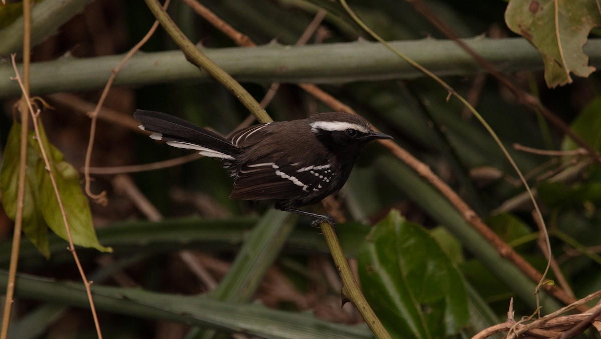 Black-bellied Antwren - ML640220663