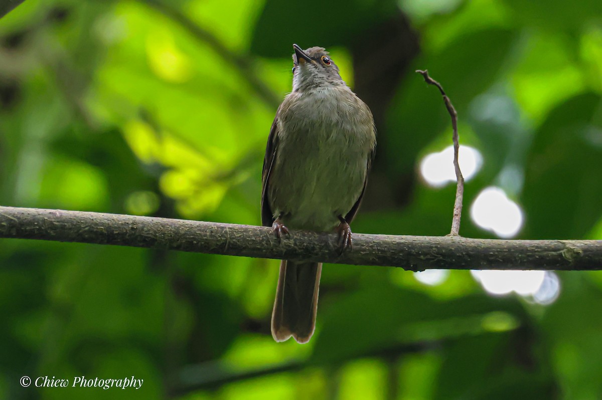 Spectacled Bulbul - ML640220678
