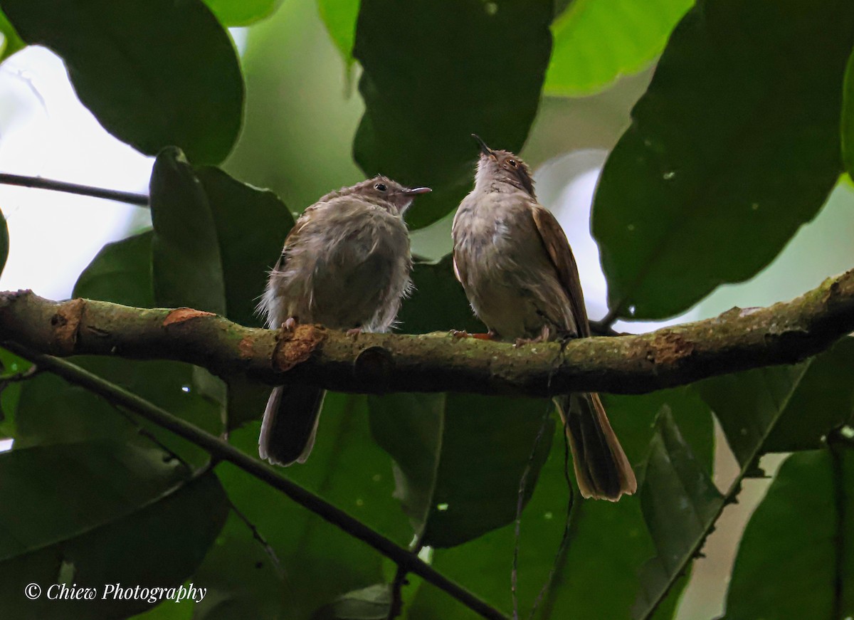Spectacled Bulbul - ML640220679