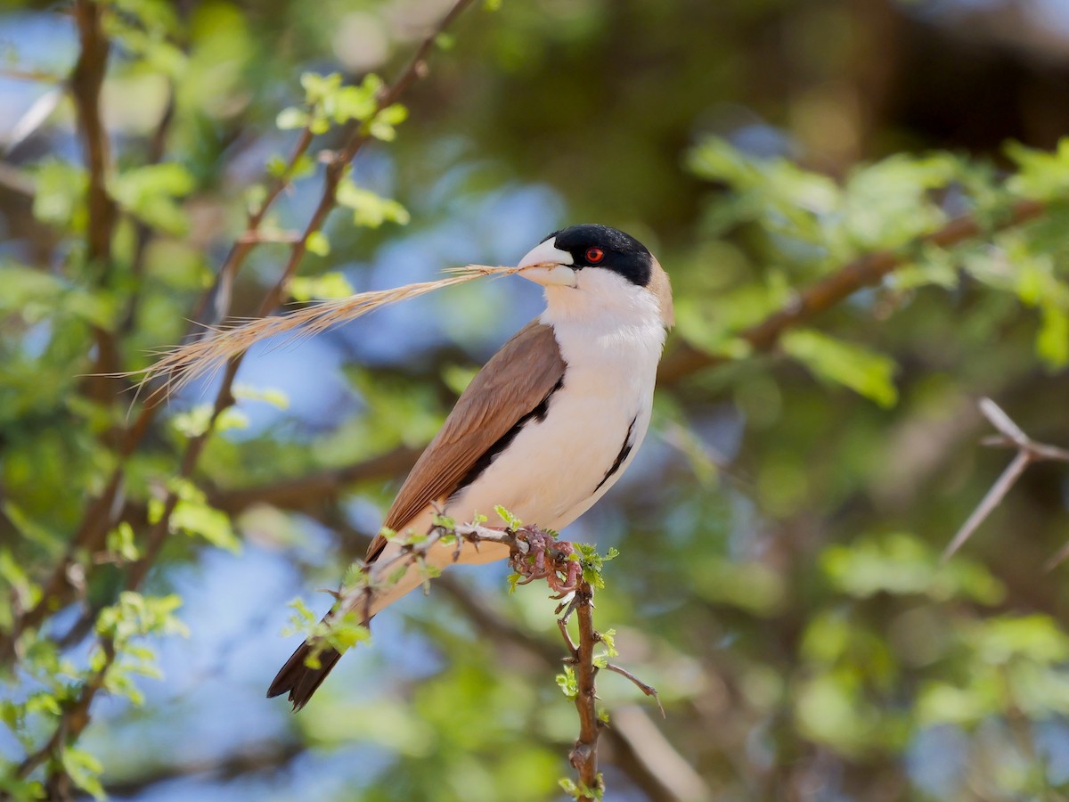 Black-capped Social-Weaver - ML640220681