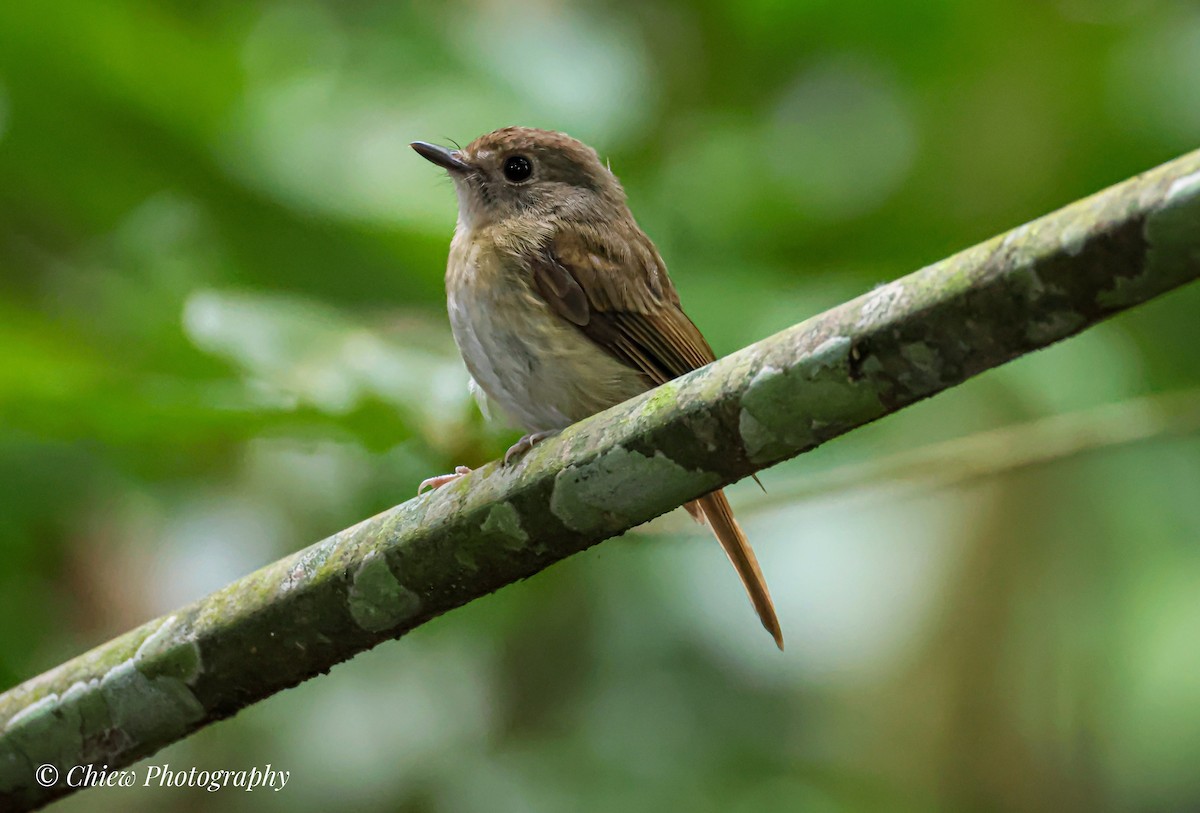 Fulvous-chested Jungle Flycatcher - ML640220685