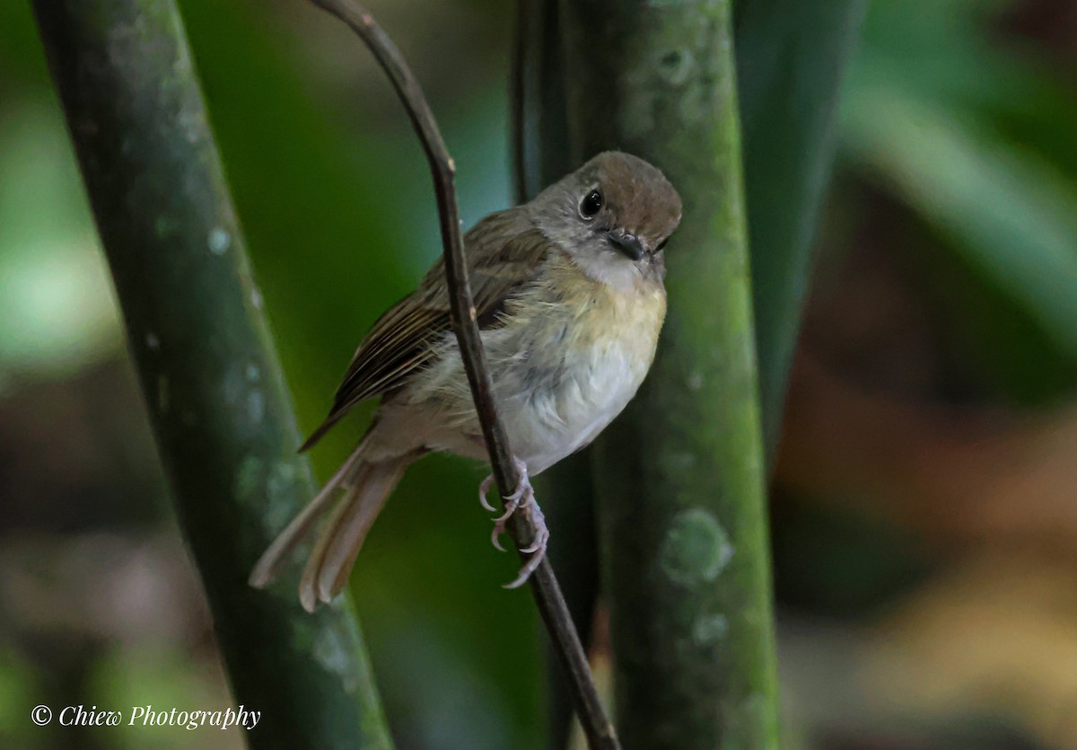 Fulvous-chested Jungle Flycatcher - ML640220688