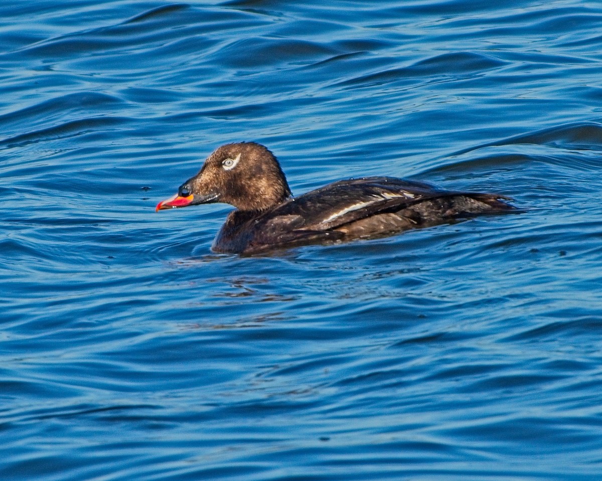 White-winged Scoter - ML640220726