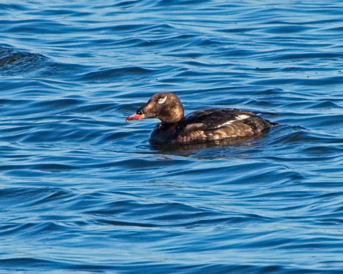 White-winged Scoter - ML640220727