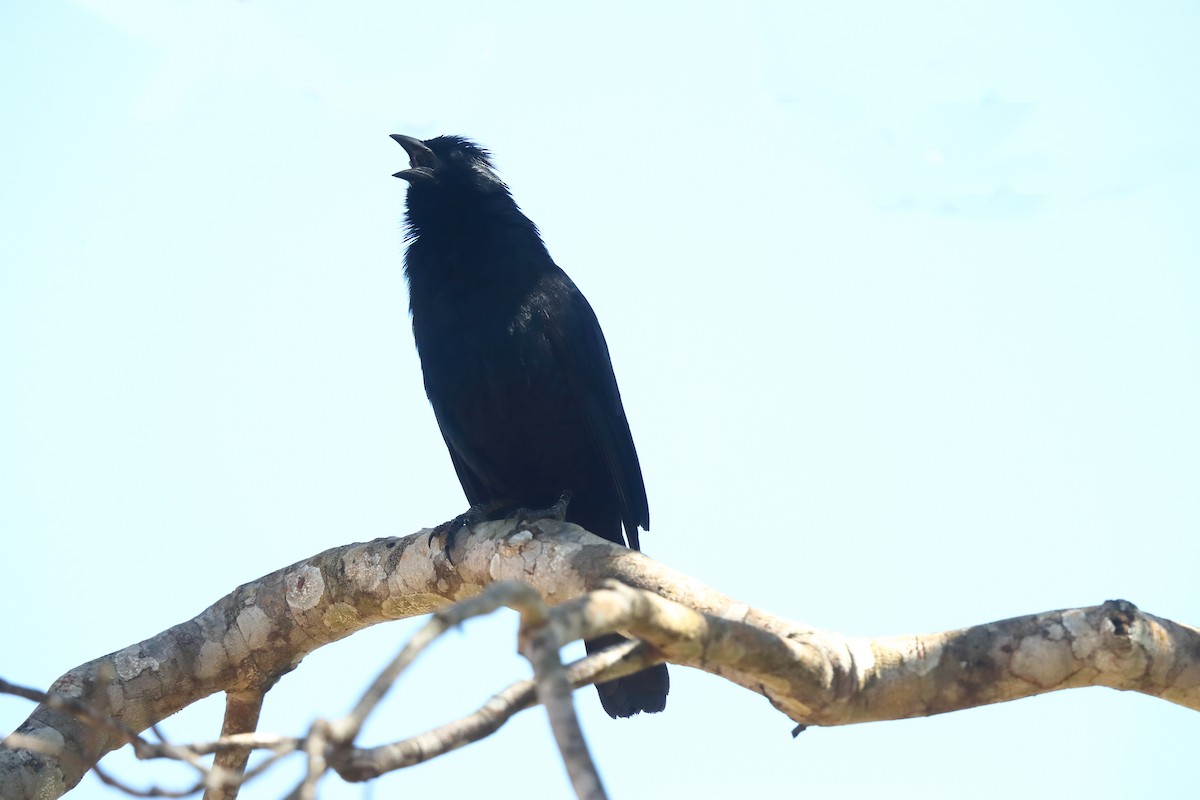 Chopi Blackbird - ML640220782