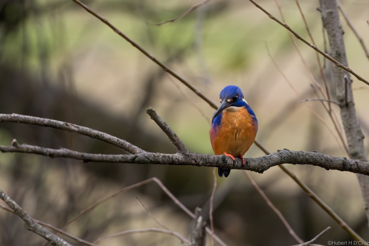Azure Kingfisher - ML640220958