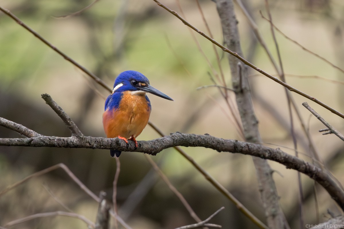 Azure Kingfisher - ML640220959