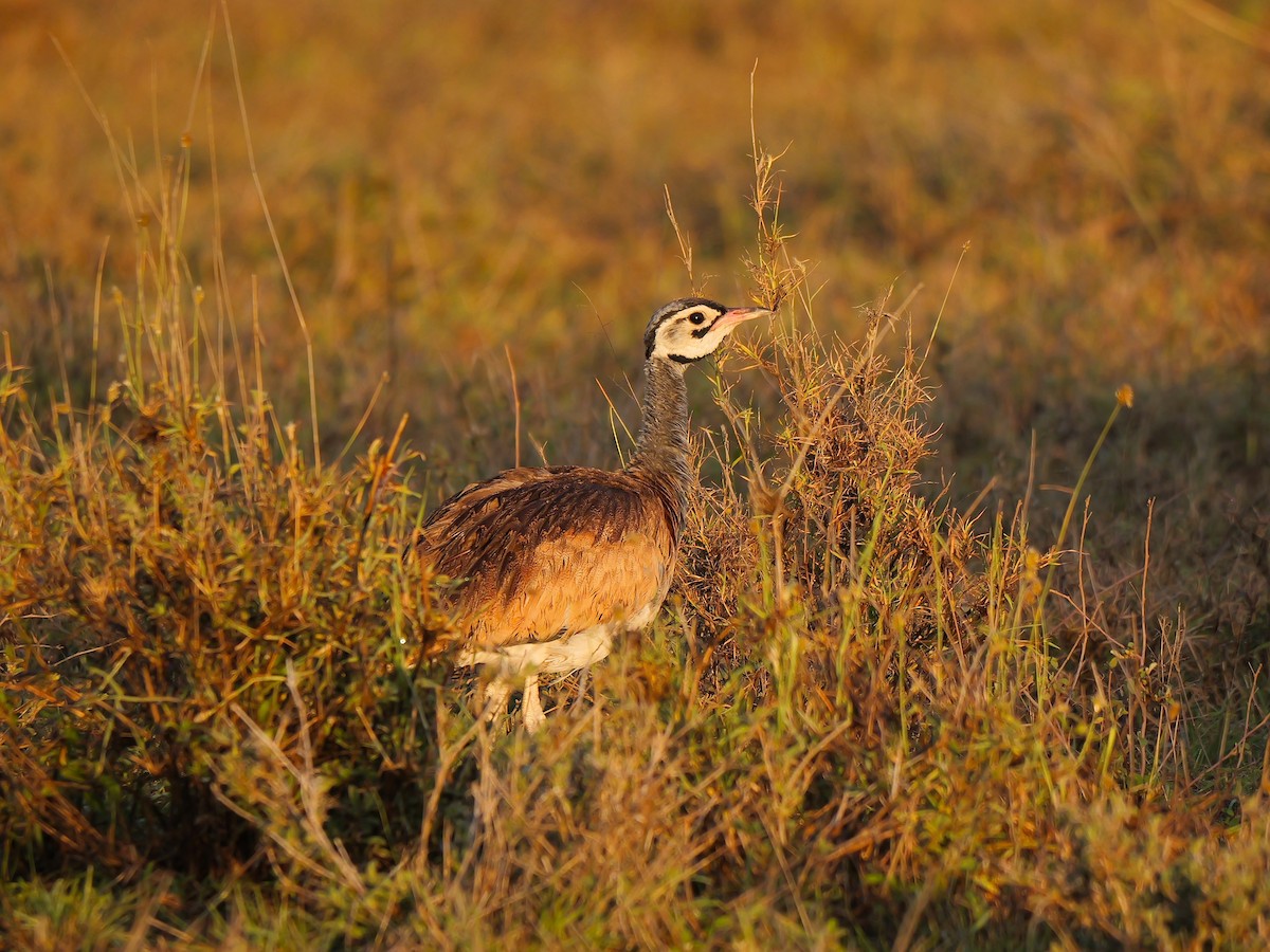 White-bellied Bustard - ML640221027