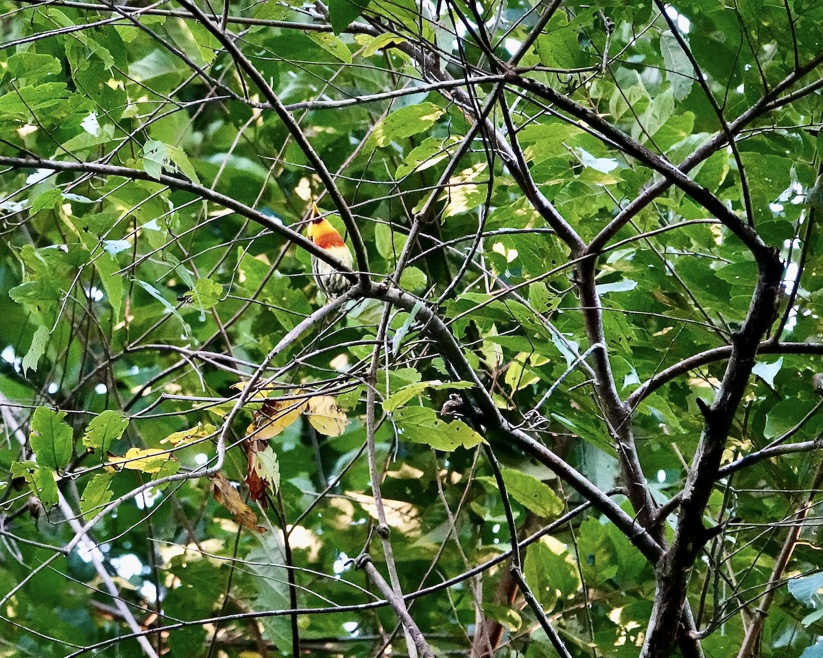 Lemon-throated Barbet - ML640221057