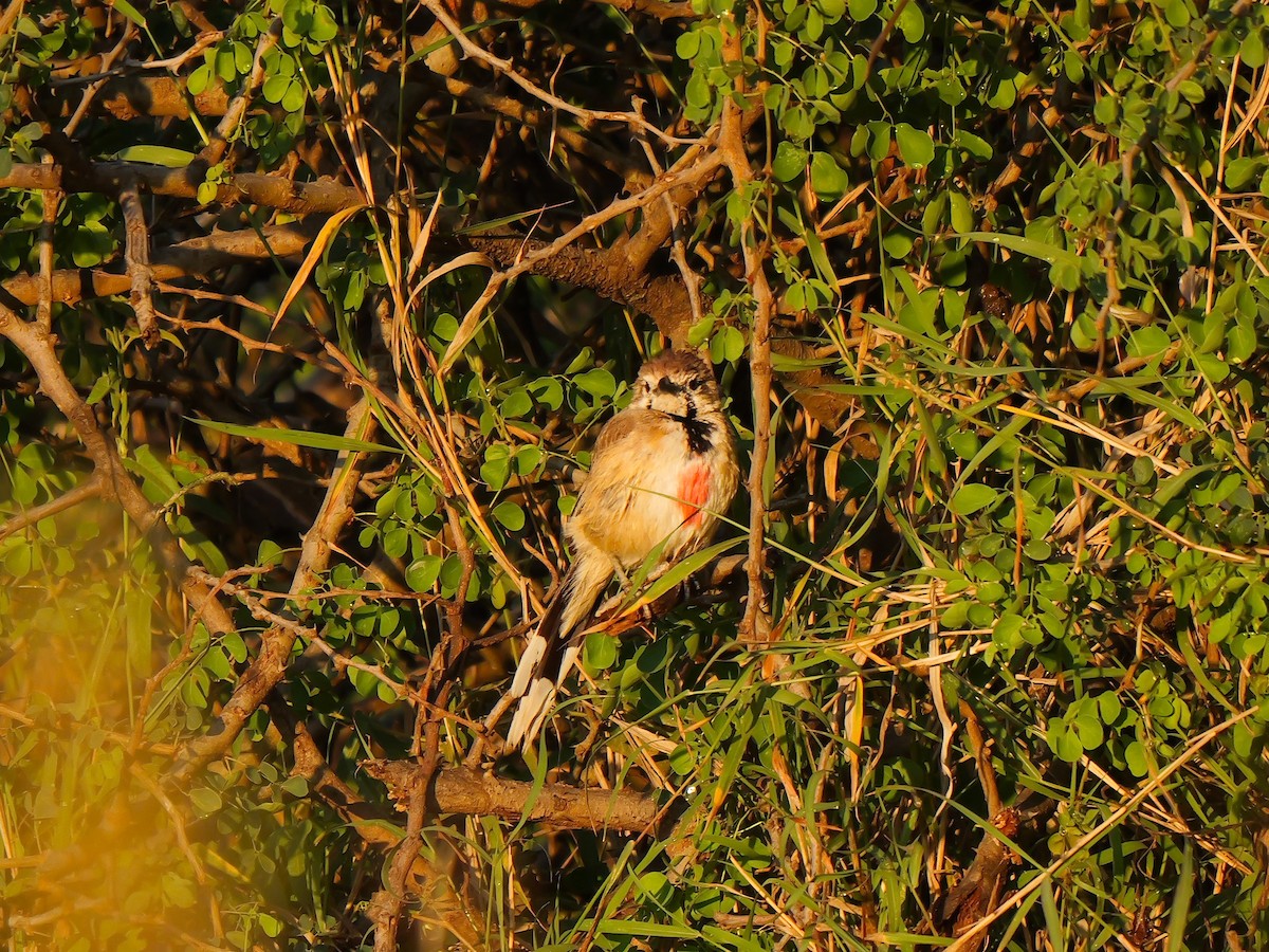 Rosy-patched Bushshrike - ML640221088