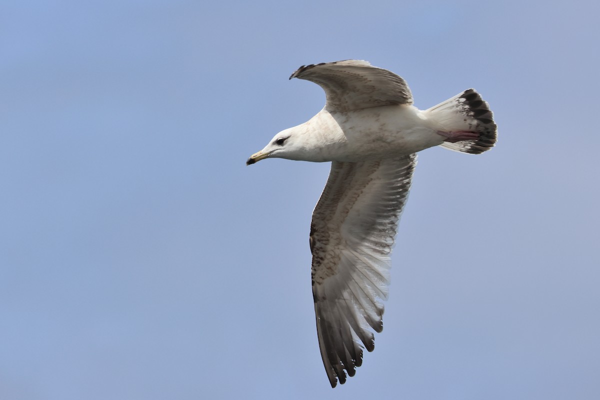 Vega Gull - ML640221101