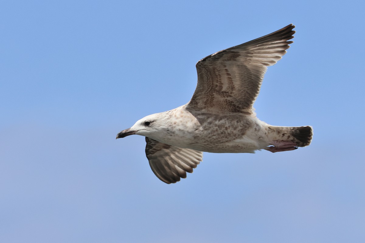Vega Gull - ML640221103