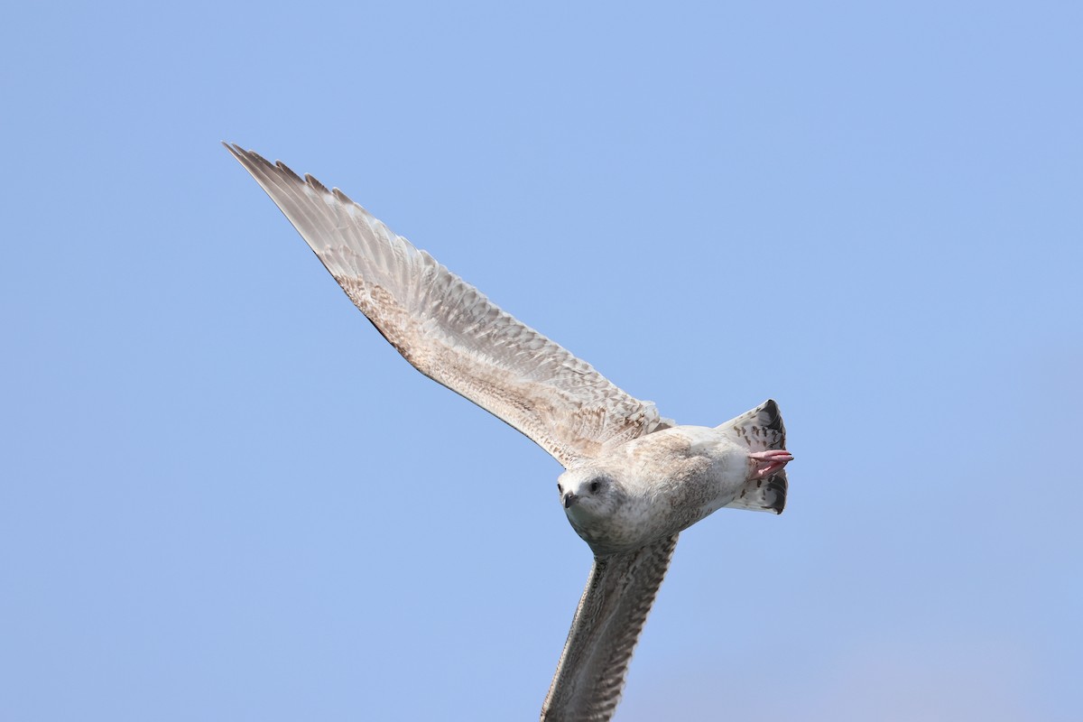 Vega Gull - ML640221104