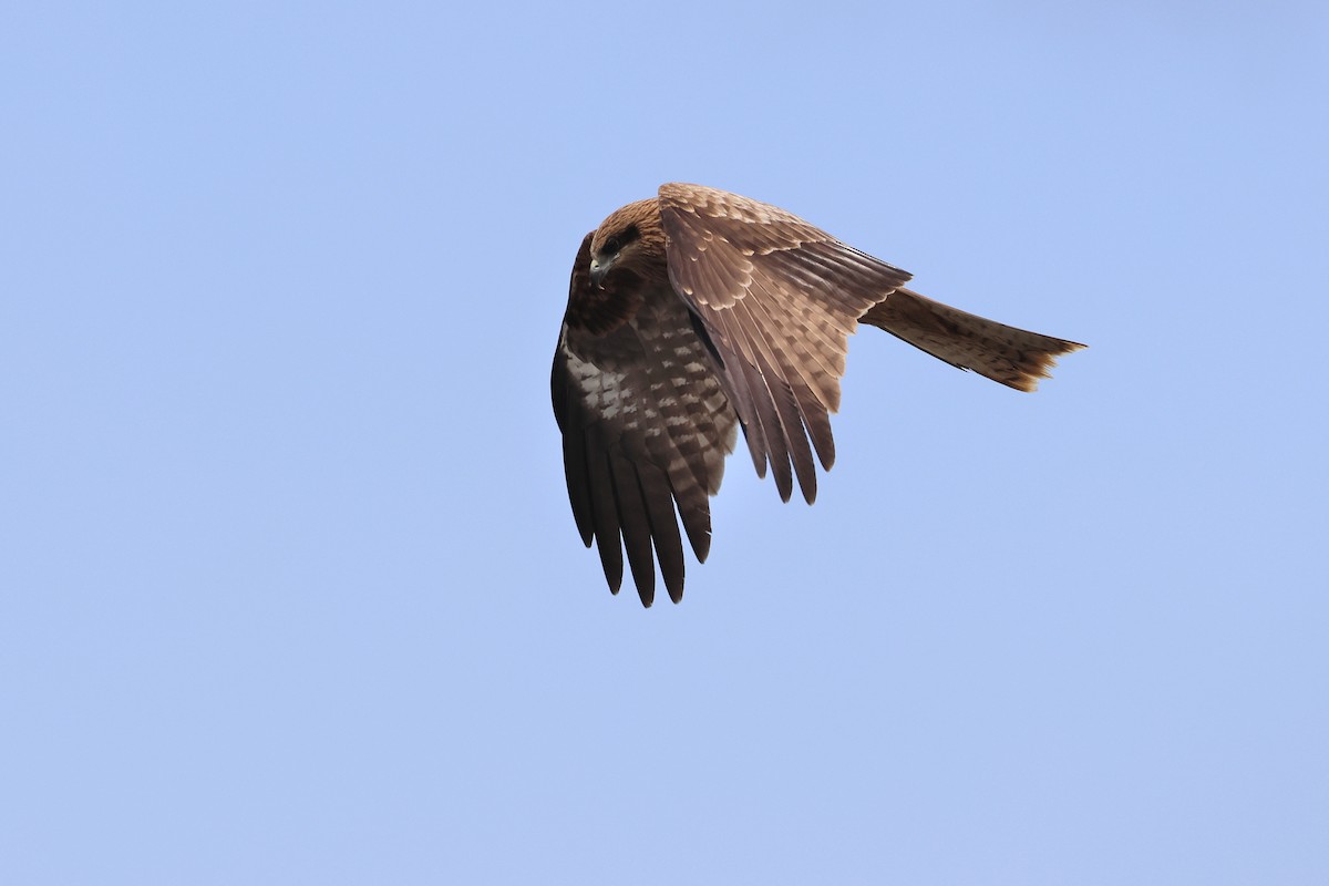 Black Kite - ML640221113
