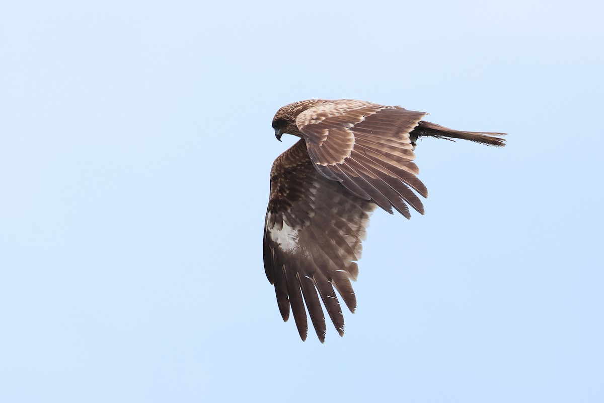 Black Kite - ML640221114