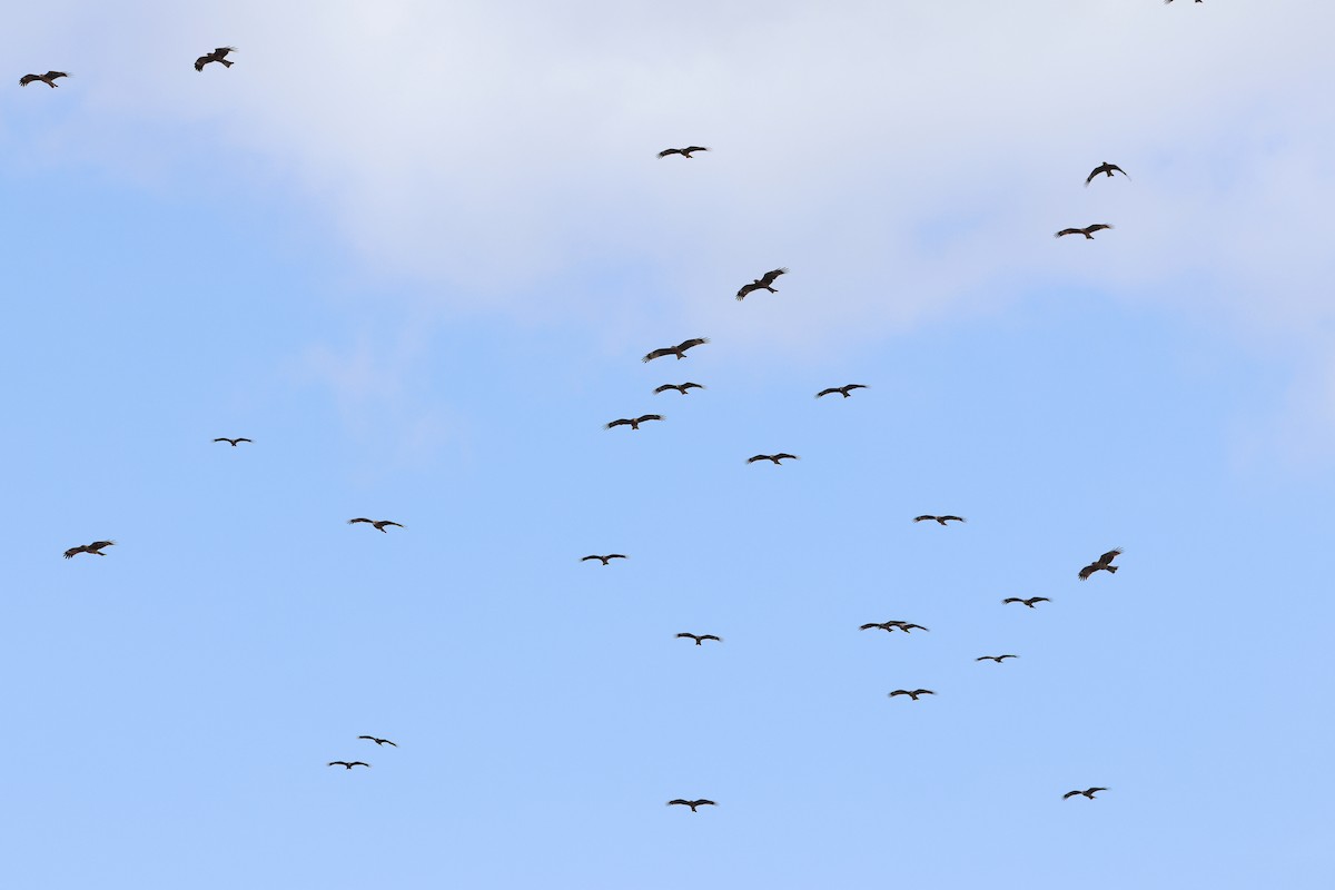 Black Kite - ML640221115