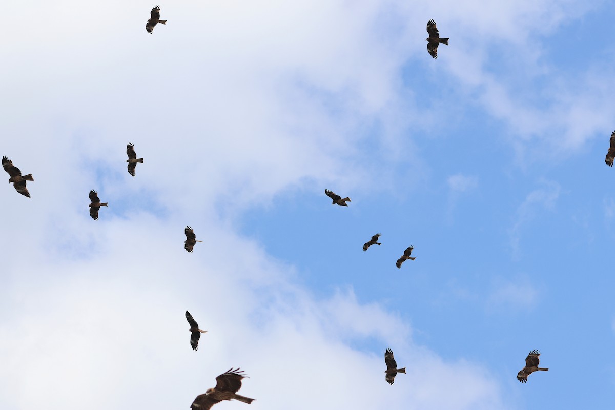 Black Kite - ML640221116