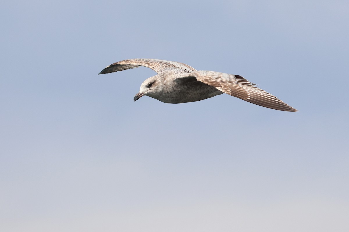 Vega Gull - ML640221120