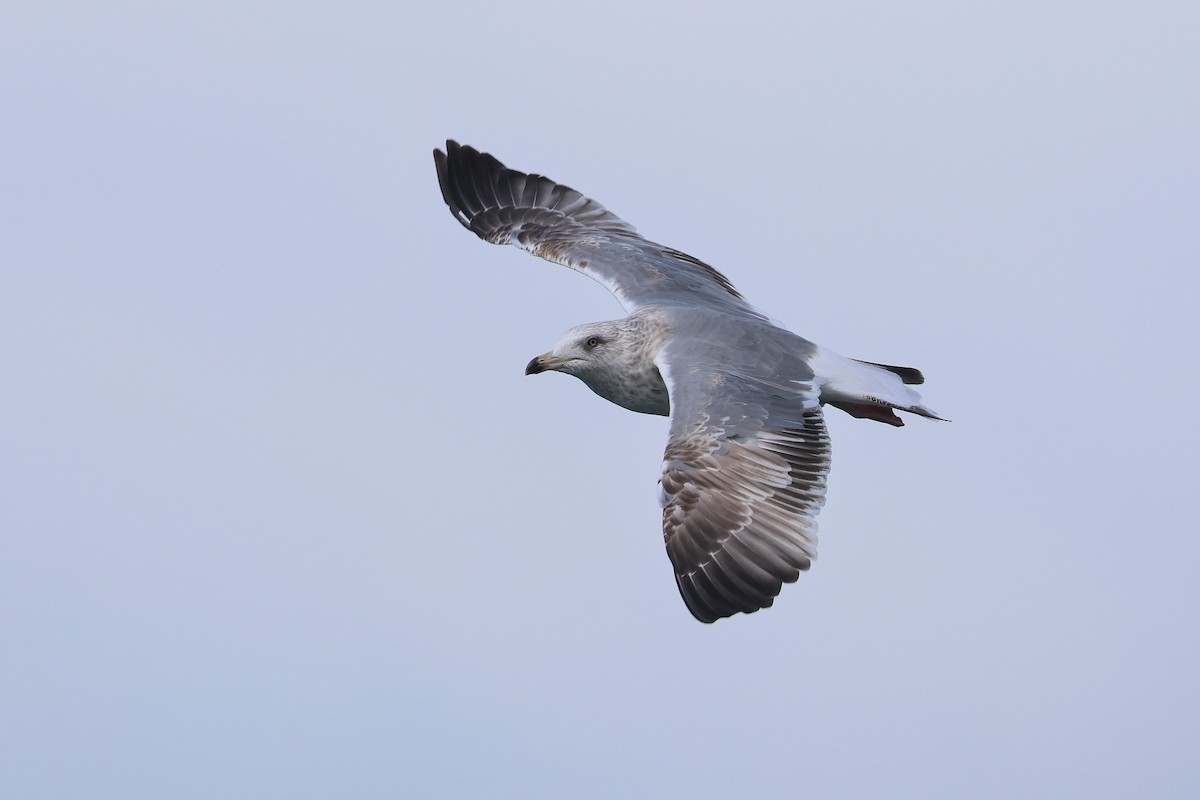 Vega Gull - ML640221124