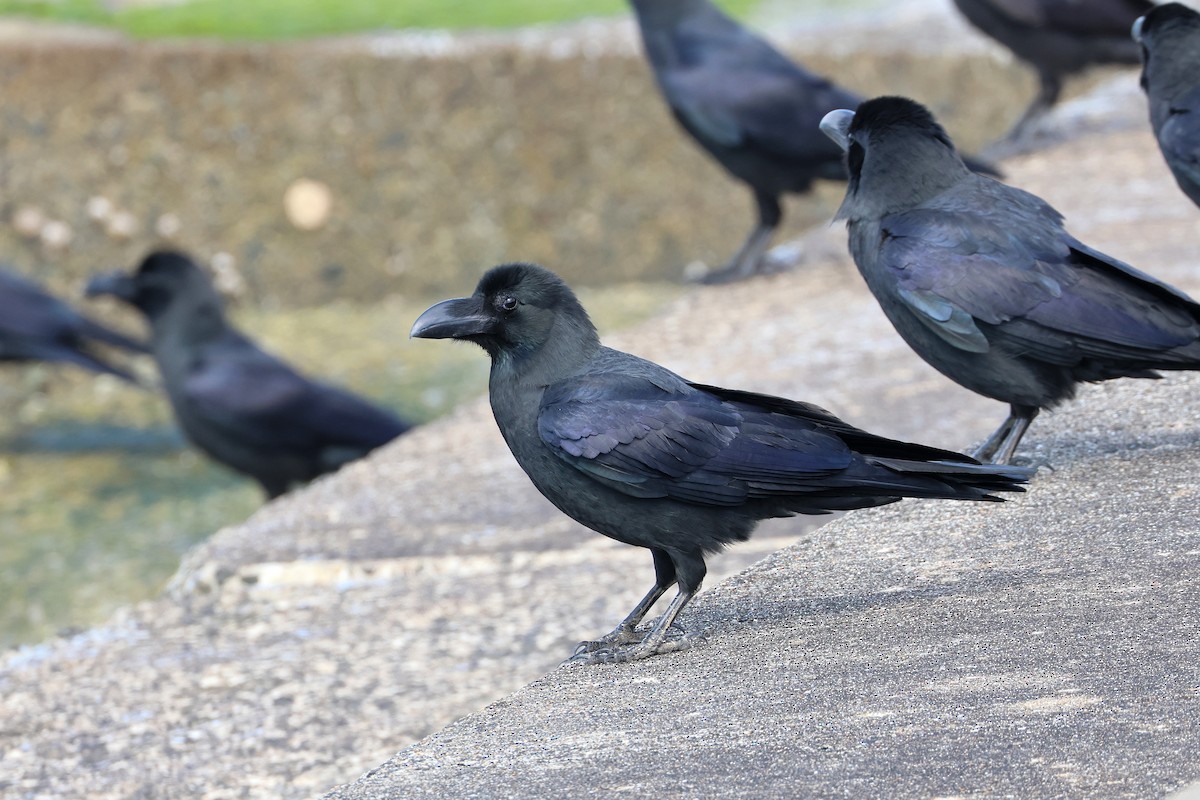Large-billed Crow - ML640221131