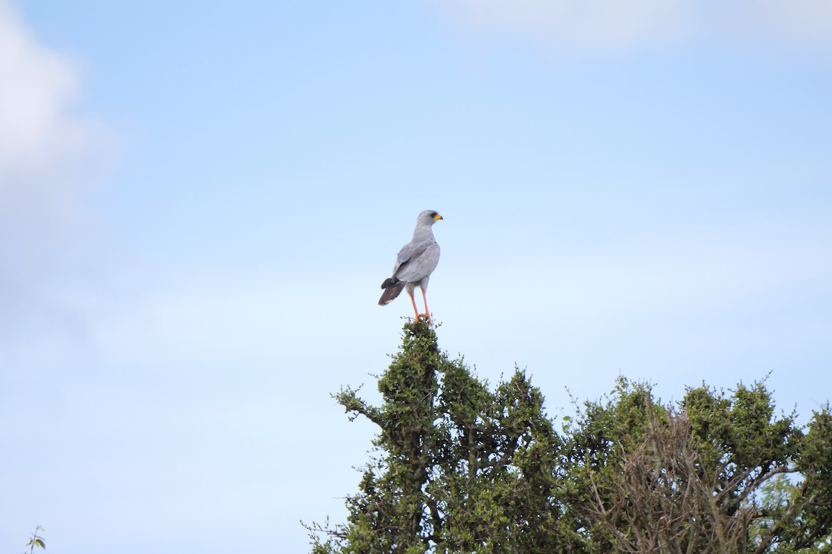 Eastern Chanting-Goshawk - ML640221134