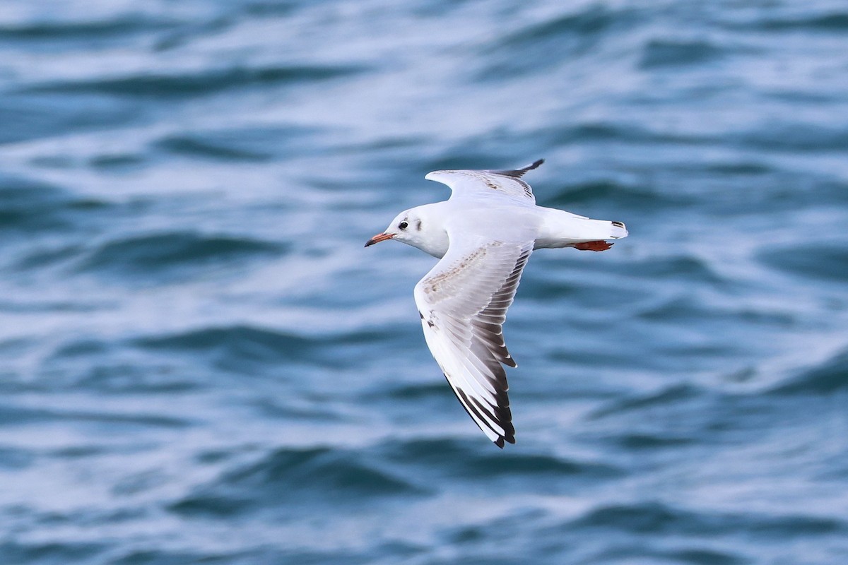 Black-headed Gull - ML640221138
