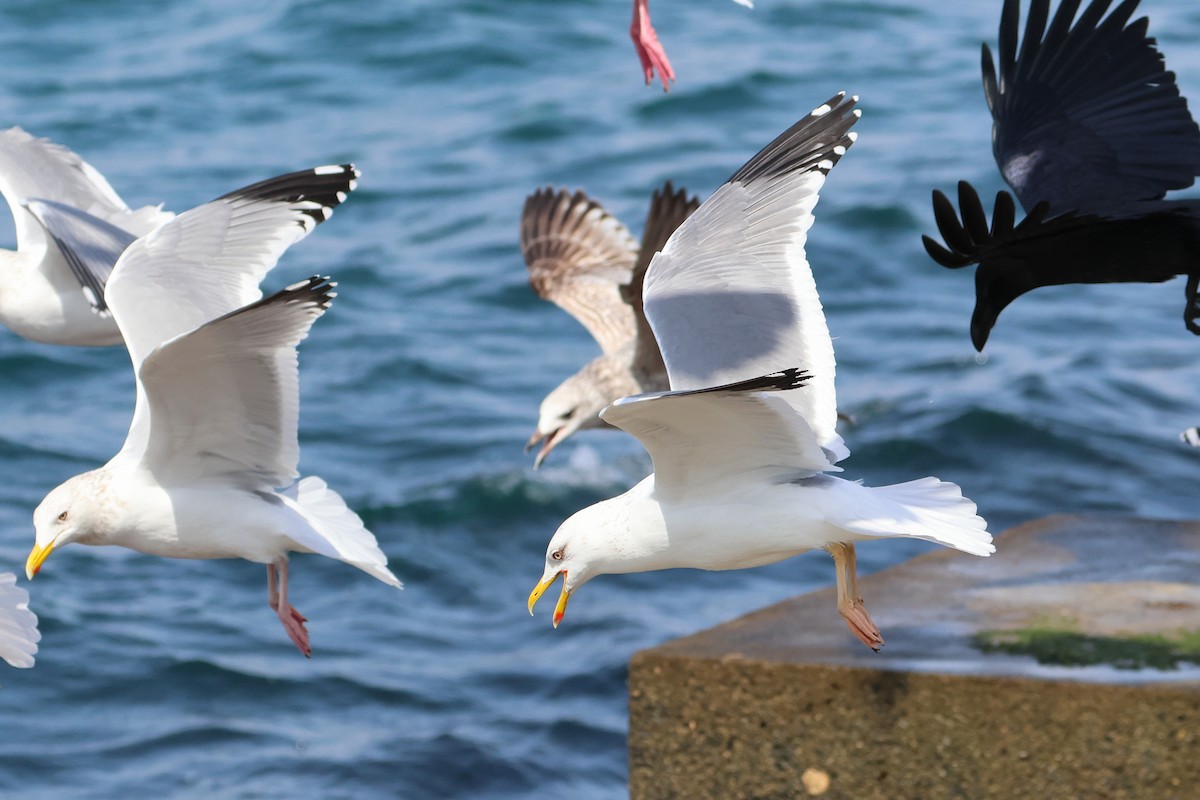 Lesser Black-backed Gull (taimyrensis) - ML640221143