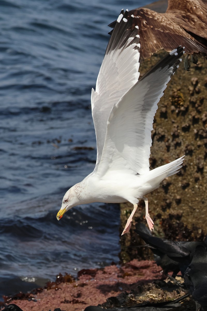Lesser Black-backed Gull (taimyrensis) - ML640221144