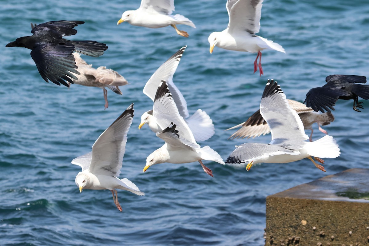 Lesser Black-backed Gull (taimyrensis) - ML640221145