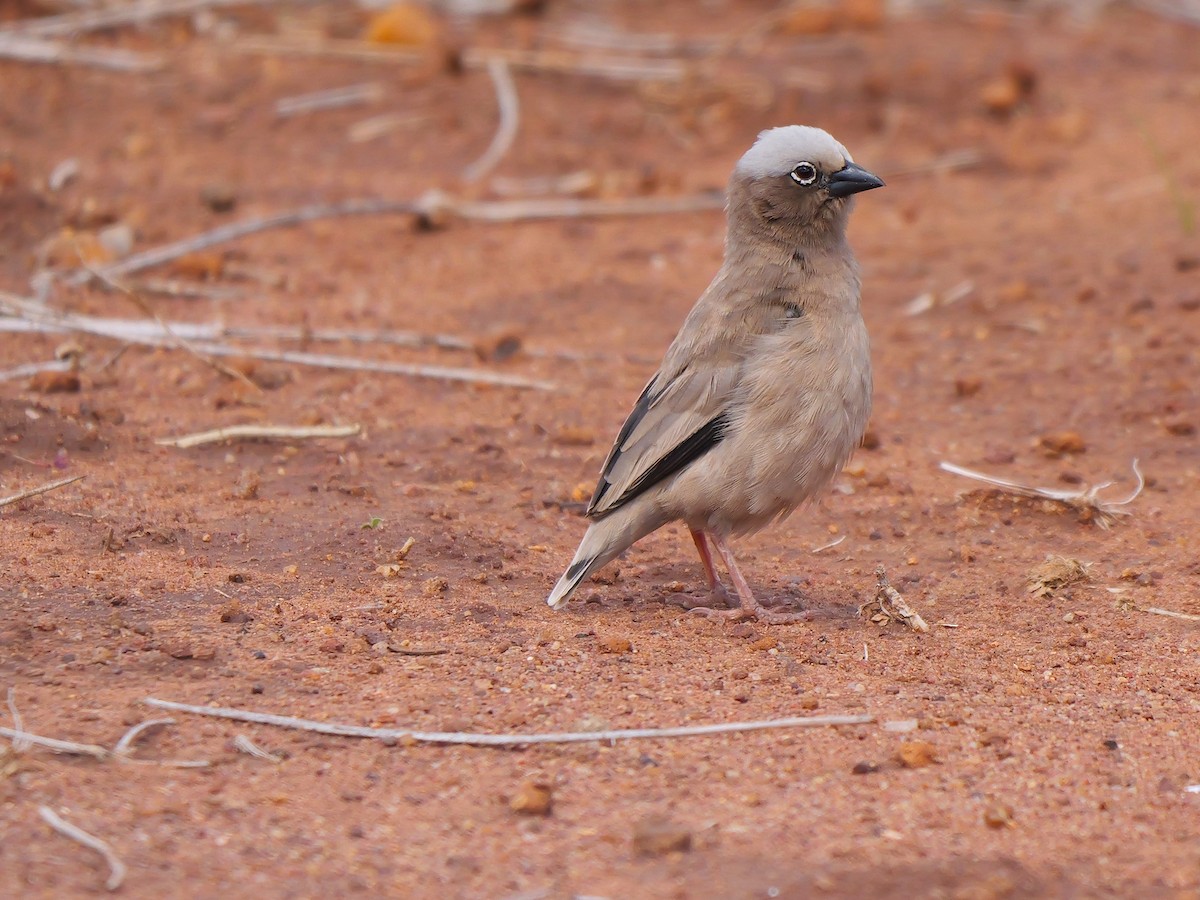 Gray-capped Social-Weaver - ML640221147