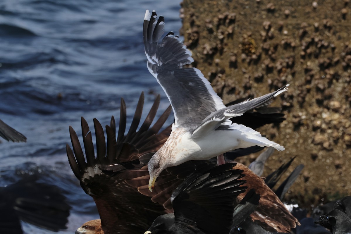 Slaty-backed Gull - ML640221157
