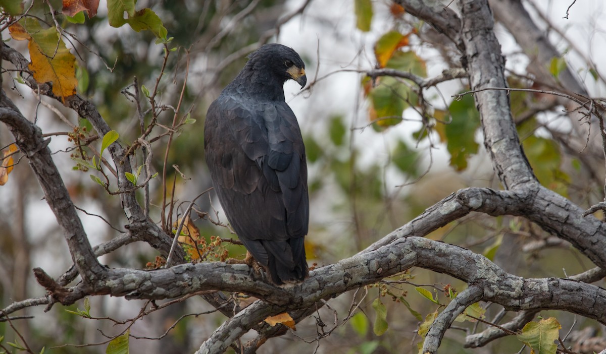 Great Black Hawk - ML640221160