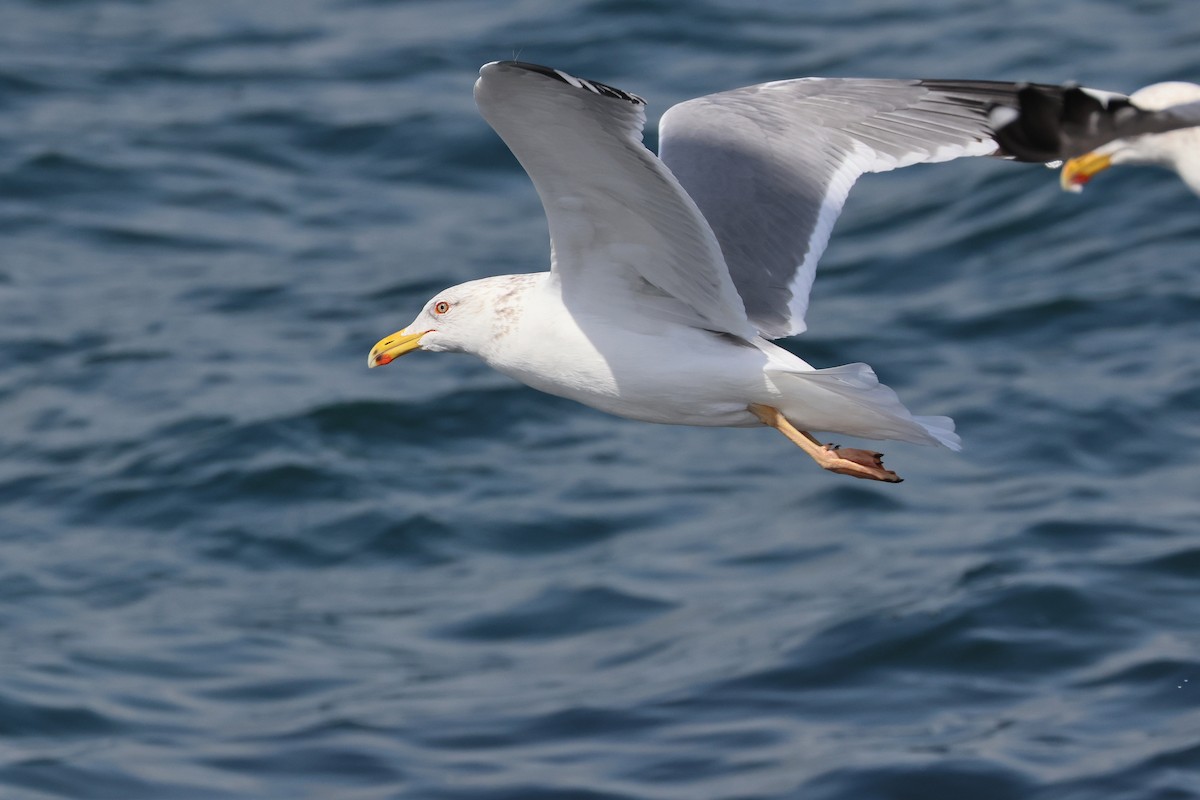 Lesser Black-backed Gull (taimyrensis) - ML640221161