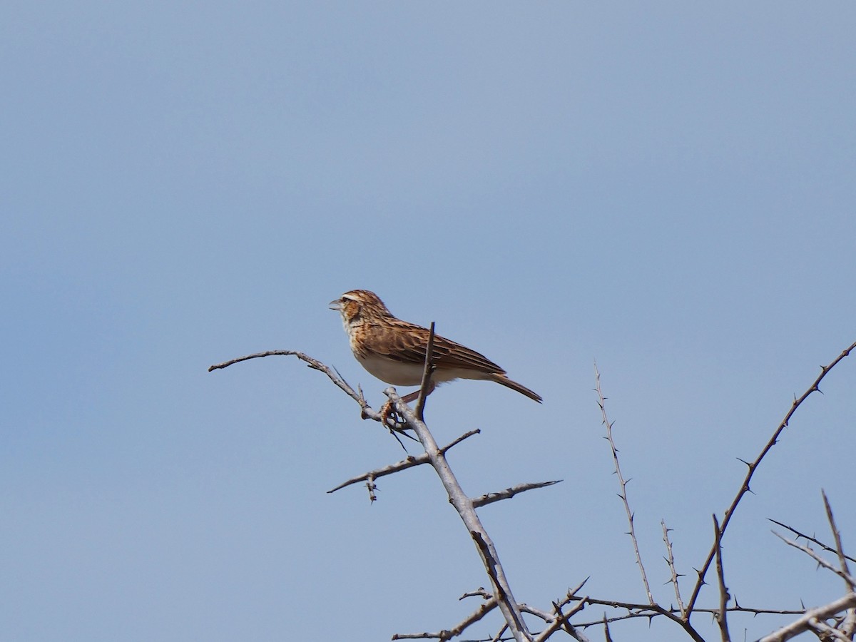 Fawn-colored Lark - ML640221165