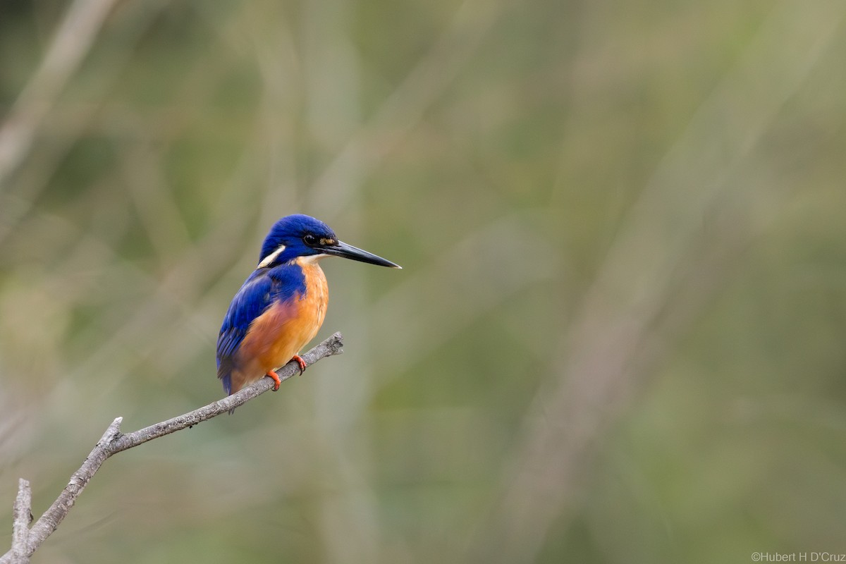 Azure Kingfisher - ML640221171
