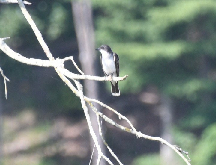 Eastern Kingbird - ML640221189