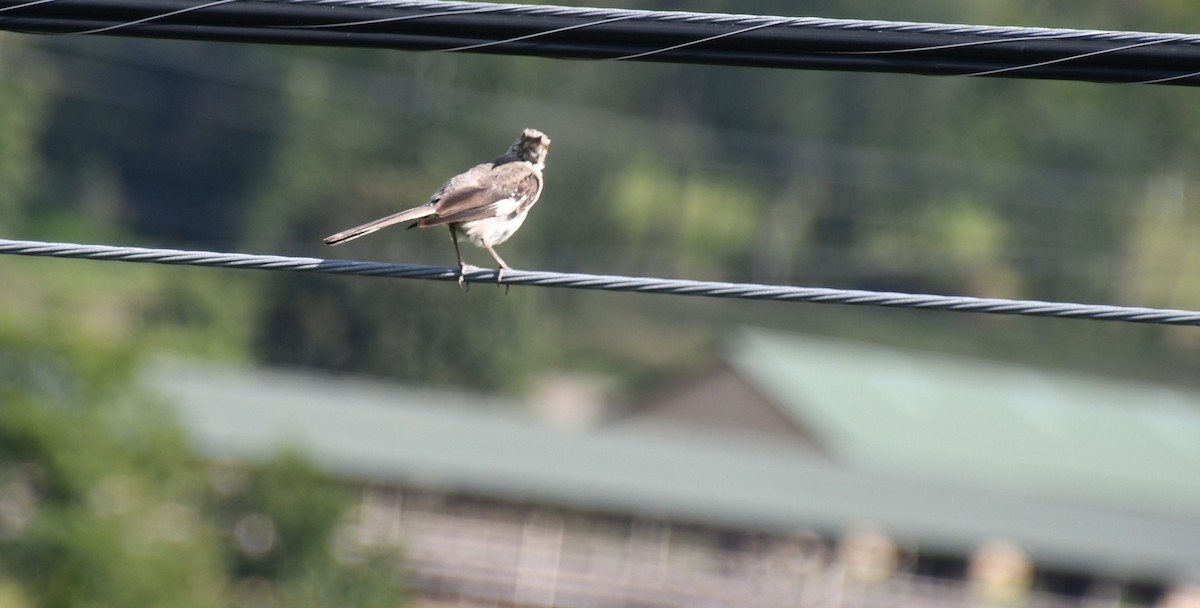 Northern Mockingbird - ML640221191