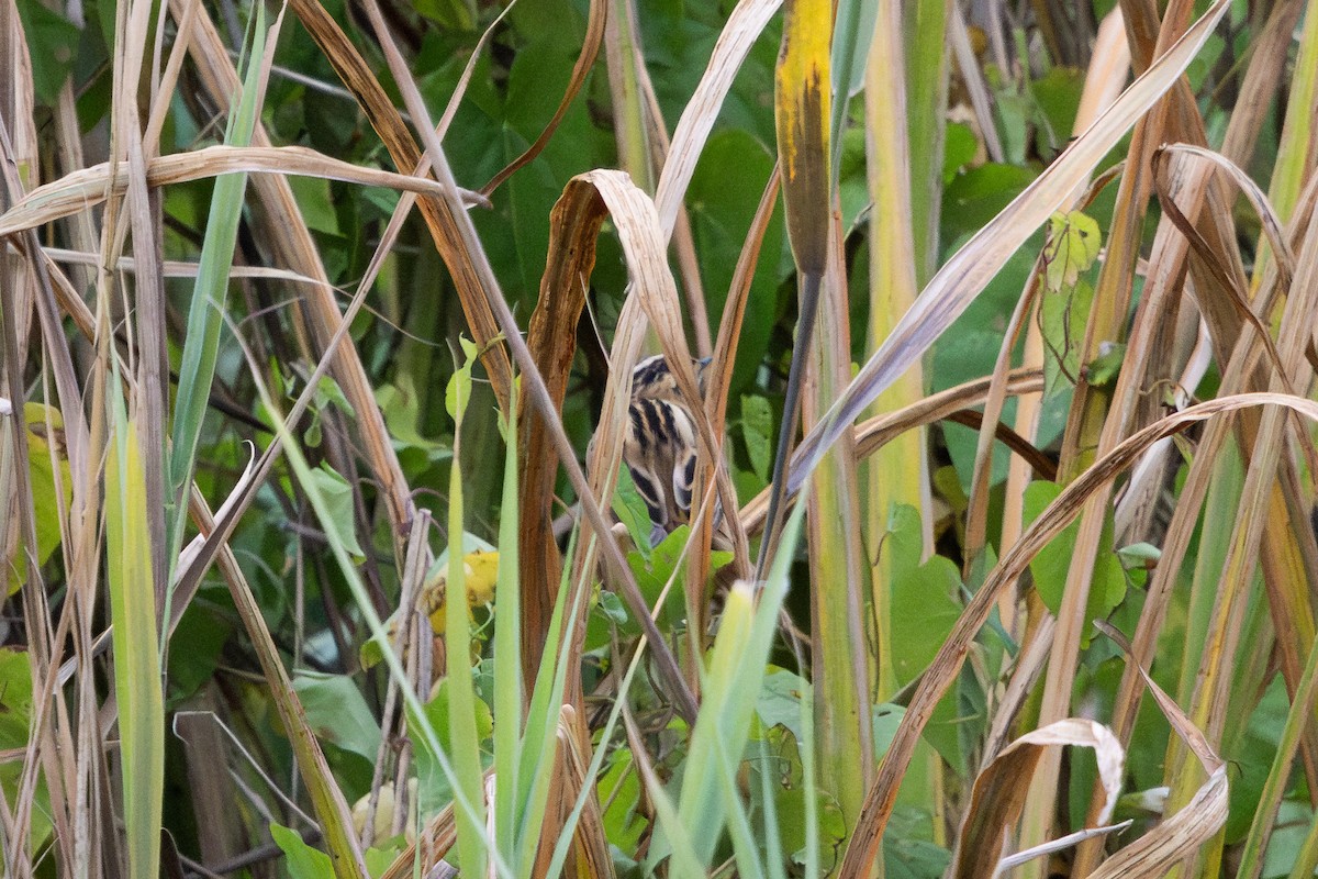 vannsanger - ML640221192