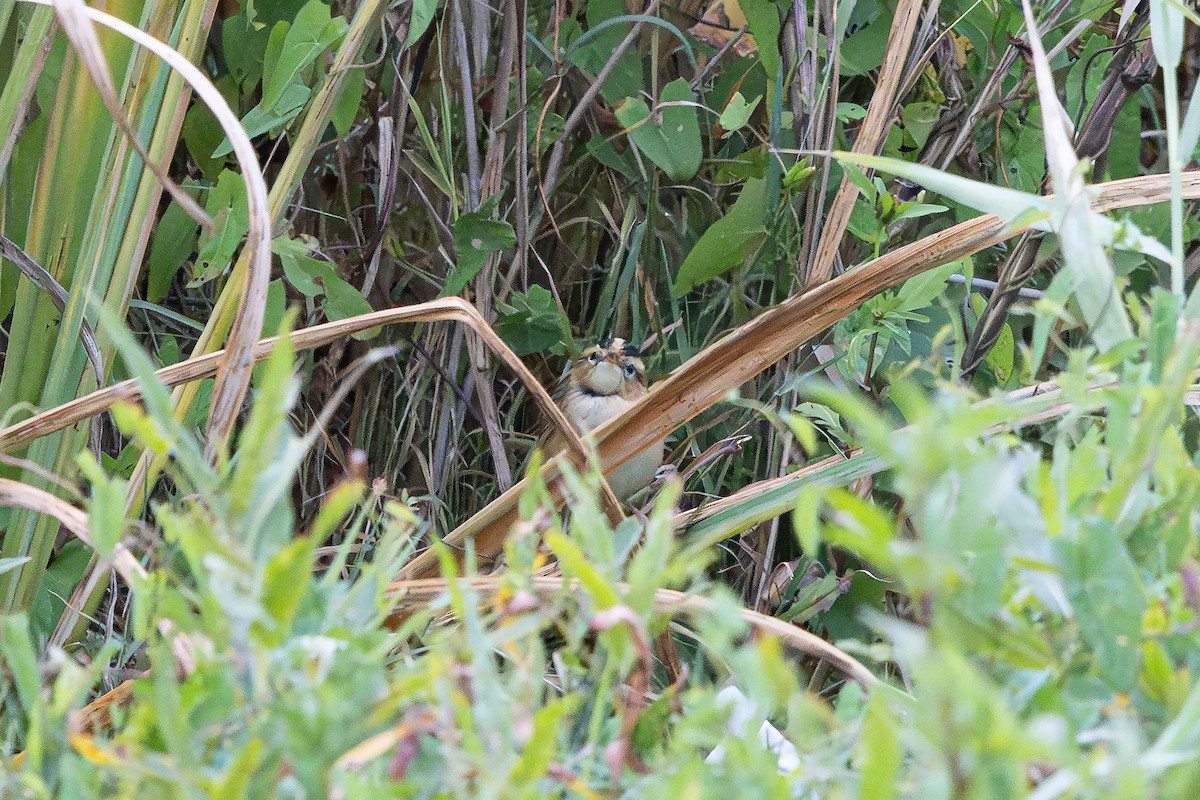 vannsanger - ML640221193