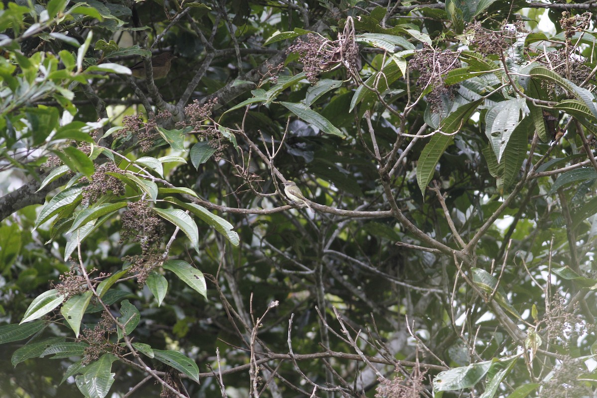 Greenish Elaenia - ML640221195