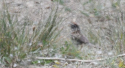 Chipping Sparrow - ML640221197