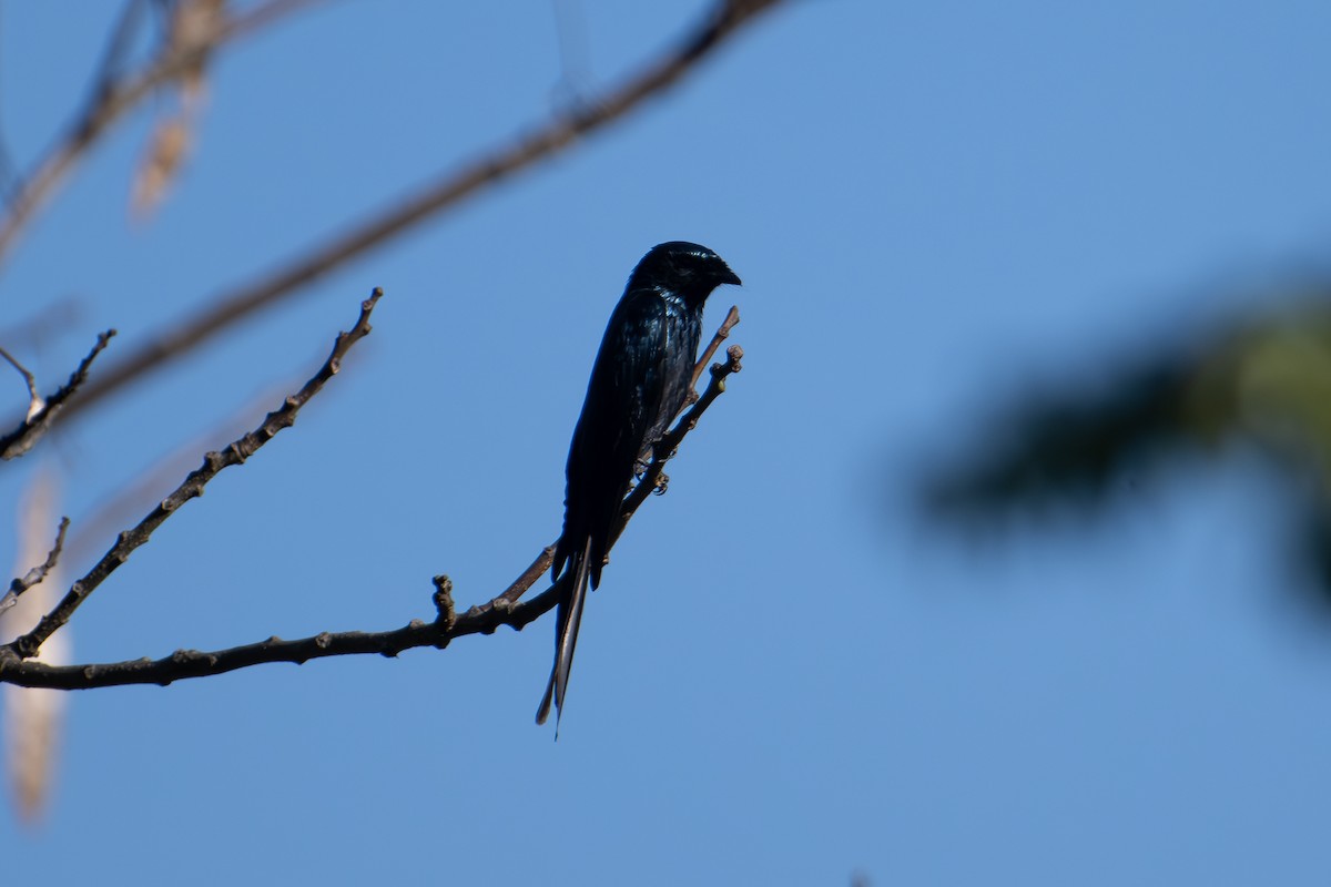 bronsedrongo - ML640221200