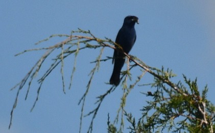 Blue Grosbeak - ML640221203