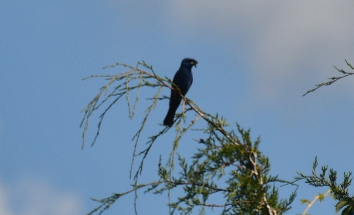 Blue Grosbeak - ML640221204