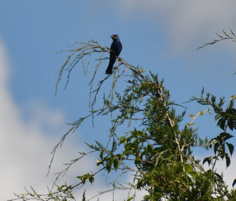 Blue Grosbeak - ML640221205