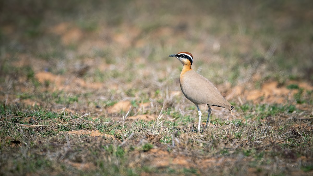 Courvite de Coromandel - ML640221213