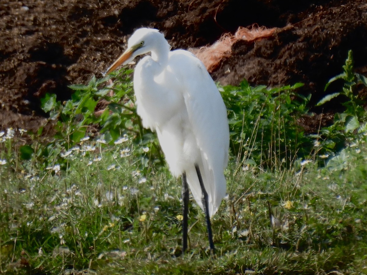 Great Egret - ML640221222