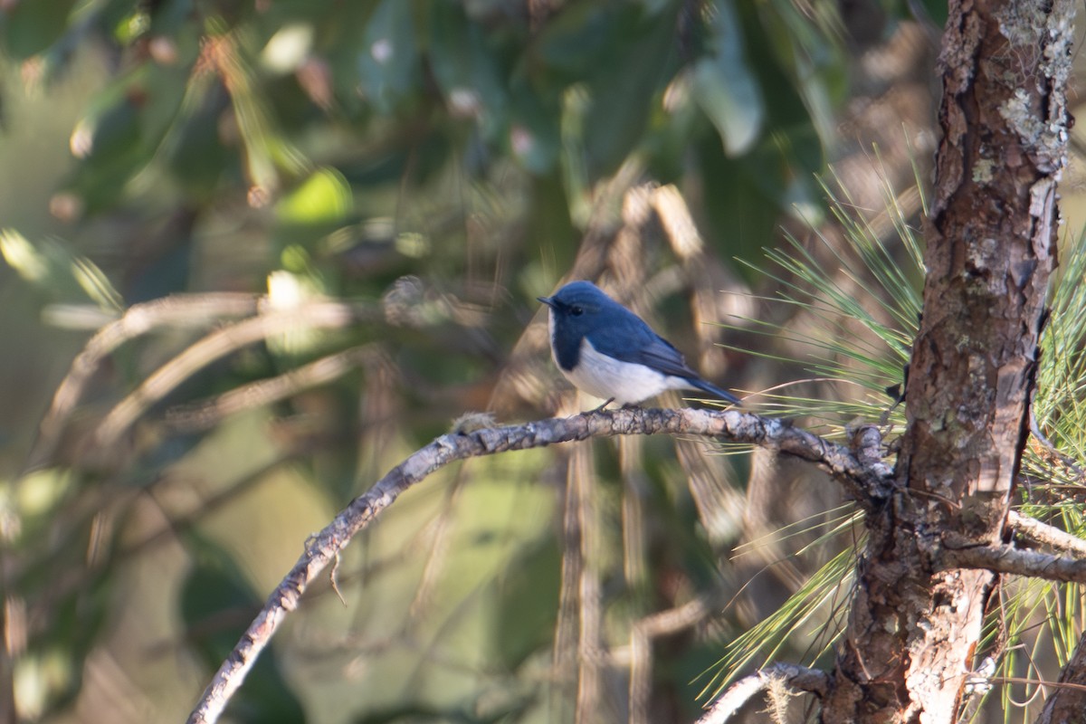 ultramarinfluesnapper (aestigma) - ML640221223