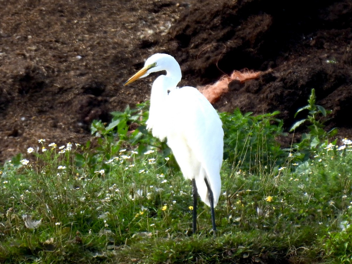 Great Egret - ML640221225