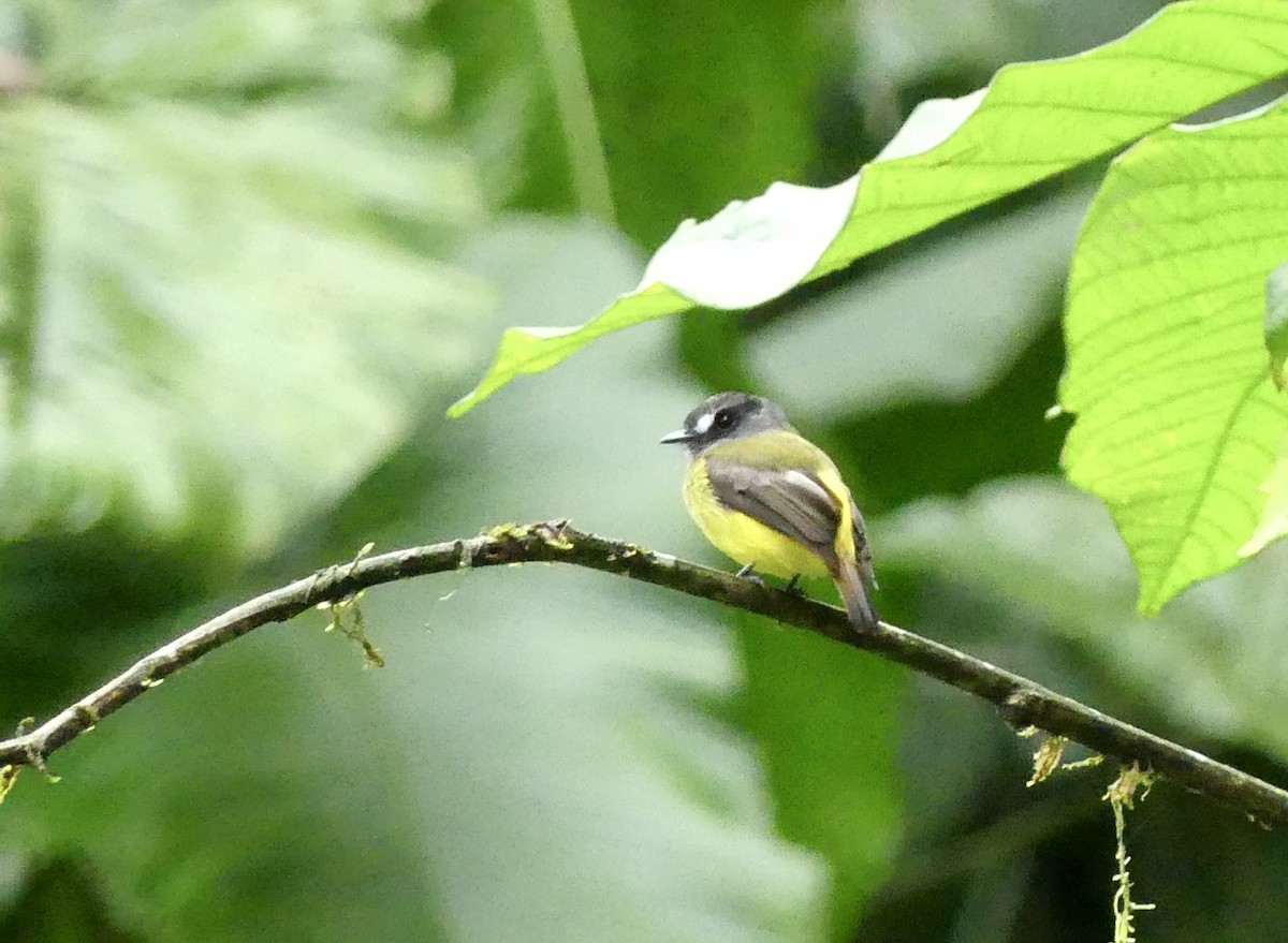 Ornate Flycatcher - ML640221228